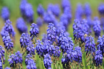 Blue muscari flowers in a flower bed in spring