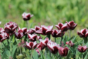 Multicolored tulips in a flower bed on a blurred background