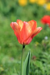 Naklejka premium Pink tulip in the park on a blurred background