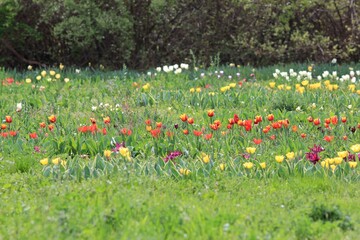 Multicolored tulips in a flower bed on a blurred background