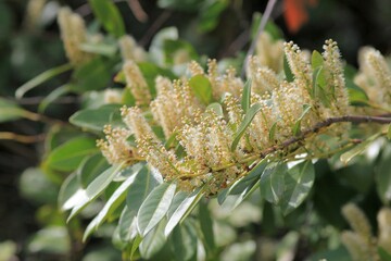 White laurel flowers on branches on a blurred background