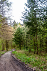 Wald und Wirtschaftsweg im Mischwald
