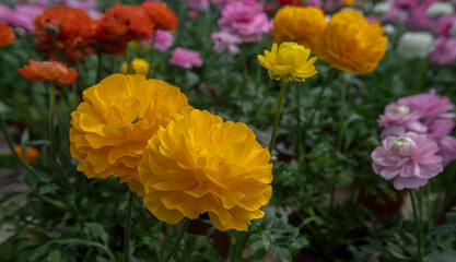 Ranunculus asiaticus or Persian flower red, yellow flowers. Many flowers for Women's Day. Flower for Mother's Day.Persian buttercup.