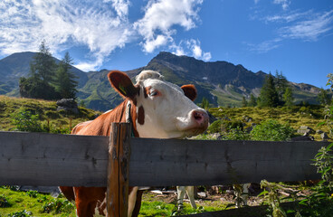 cow in the alps looks over a fence