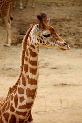 Girafe 