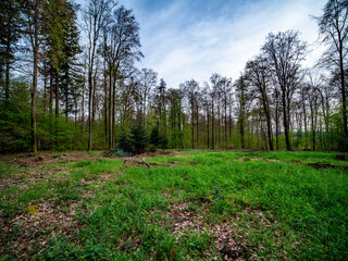 Obraz premium Wiederaufforstung im Mischwald