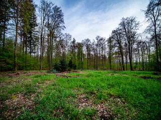 Obraz premium Wiederaufforstung im Mischwald