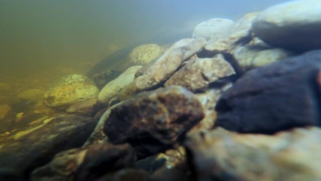 Underwater footage of Rrver lamprey preparing the place for spawning. 