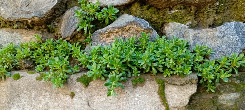 wild thyme | creeping thyme | with Colobanthus muscoides