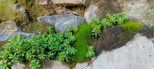 creeping thyme or Thymus serpyllum on the wall stones 