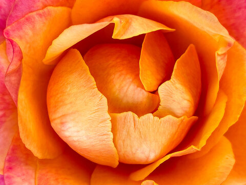 Orange pink rosebud, close-up flower core in the center of the image. Background, screen saver orange rose close up.
