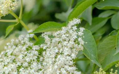 Biała delikatna chmura kwiatów czarnego bzu na wiosnę. Kwitnąca wiosną roślina lecznicza, dziko rosnąca w przyrodzie. Białe kwiaty i zielone liście wiosennego krzewu.