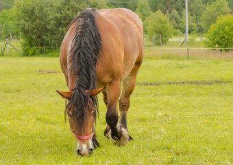 Koń na pastwisku jedzący świeżą trawę. Szczęśliwe zwierzę na łące w wiosenny mglisty dzień po południu. 