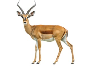 Isolated Male Impala on White Background - African Antelope in the Wild