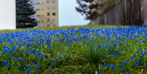 Niebieskie kwiatuszki (jakiś dzwonek) na miejskim trawniku. Małe trawiaste wzniesienie w...