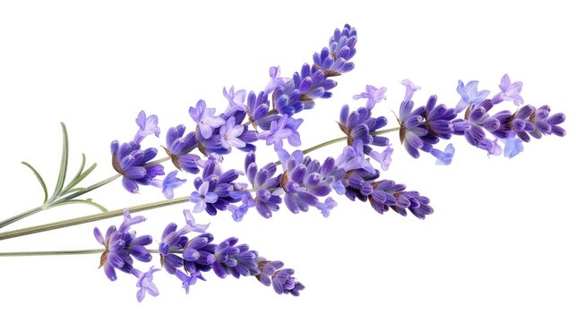 Isolated Lavender Flowers with Aromatic Twig and Leaf for Bathe and Beauty on White Background