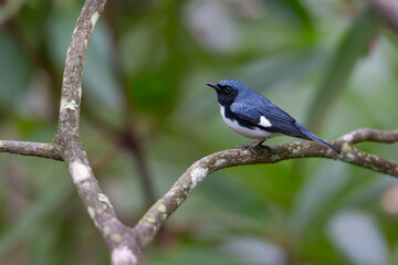Black-throated Blue Warbler