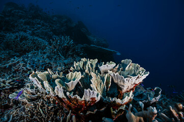 A picture of the coral reef