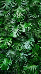 The ground is covered with tropical green leaves, 