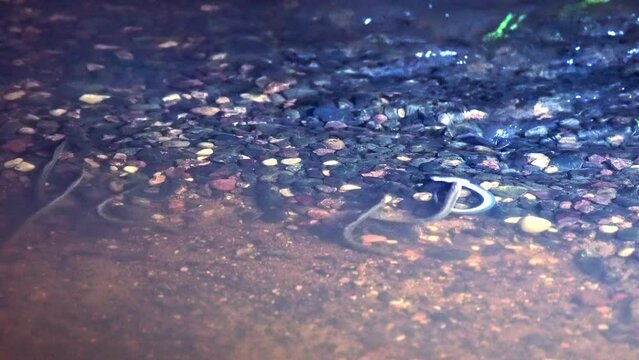 River lamprey, Lampetra fluviatilis, in a shallow river. Rare footage of lampreys preparing the place for spawning. Spawning River lamprey. 4k ProRes footage.