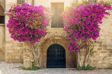 Rhodes Old Town view over old arch shape door and two Bougainvillea flowers growing on sides against ancient brick wall. Beautiful touristic travel commercial photo. Rhodes island in Greece, Europe.