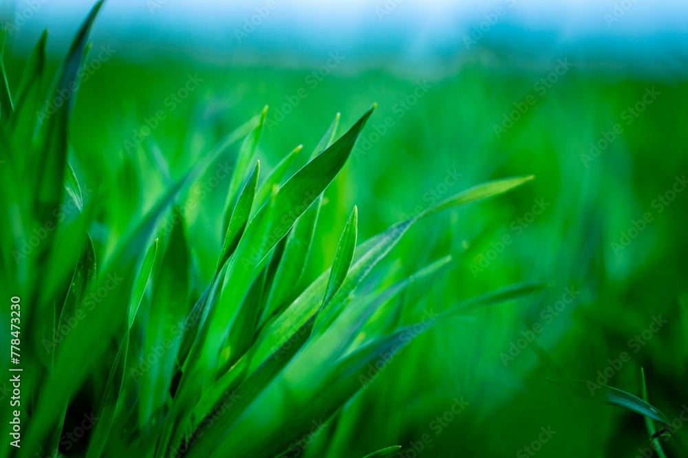 Wall mural green grass in the wind