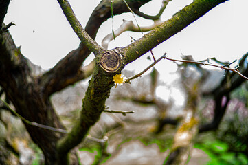 squirrel in tree