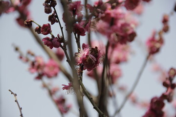 The Charm of Sakura Blooms, Mesmerizing Cherry Blossom Scenes, Harmony in Bloom, Pink Petals