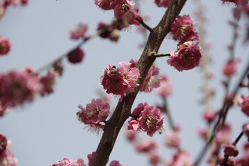 The Charm of Sakura Blooms, Mesmerizing Cherry Blossom Scenes, Harmony in Bloom, Pink Petals