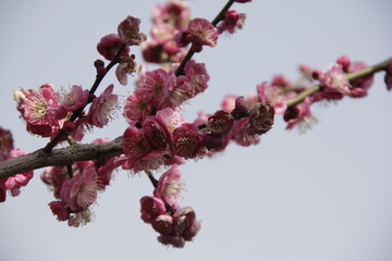 The Charm of Sakura Blooms, Mesmerizing Cherry Blossom Scenes, Harmony in Bloom, Pink Petals