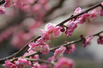 Fototapeta premium The Charm of Sakura Blooms, Mesmerizing Cherry Blossom Scenes, Harmony in Bloom, Pink Petals