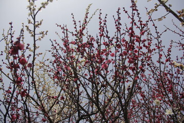 The Charm of Sakura Blooms, Mesmerizing Cherry Blossom Scenes, Harmony in Bloom, Pink Petals