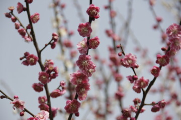 The Charm of Sakura Blooms, Mesmerizing Cherry Blossom Scenes, Harmony in Bloom, Pink Petals