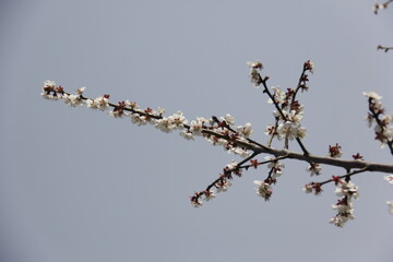 The Charm of Sakura Blooms, Mesmerizing Cherry Blossom Scenes, Harmony in Bloom, Pink Petals