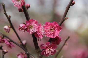 The Charm of Sakura Blooms, Mesmerizing Cherry Blossom Scenes, Harmony in Bloom, Pink Petals