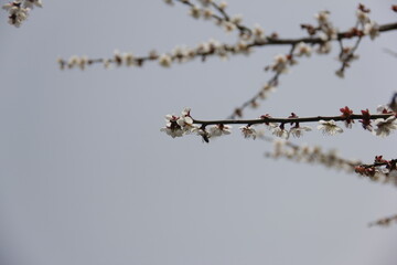 The Charm of Sakura Blooms, Mesmerizing Cherry Blossom Scenes, Harmony in Bloom, Pink Petals