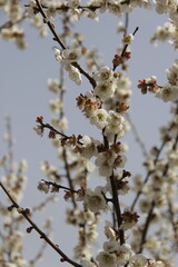 The Charm of Sakura Blooms, Mesmerizing Cherry Blossom Scenes, Harmony in Bloom, Pink Petals