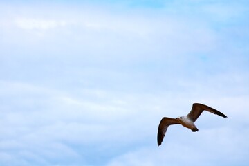 seagull in flight
