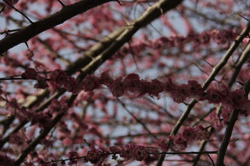 The Charm of Sakura Blooms, Mesmerizing Cherry Blossom Scenes, Harmony in Bloom, Pink Petals