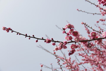 The Charm of Sakura Blooms, Mesmerizing Cherry Blossom Scenes, Harmony in Bloom, Pink Petals