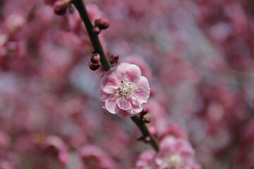 The Charm of Sakura Blooms, Mesmerizing Cherry Blossom Scenes, Harmony in Bloom, Pink Petals