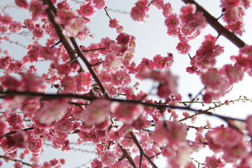 The Charm of Sakura Blooms, Mesmerizing Cherry Blossom Scenes, Harmony in Bloom, Pink Petals