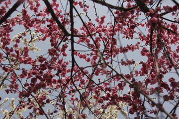 The Charm of Sakura Blooms, Mesmerizing Cherry Blossom Scenes, Harmony in Bloom, Pink Petals