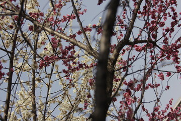 The Charm of Sakura Blooms, Mesmerizing Cherry Blossom Scenes, Harmony in Bloom, Pink Petals