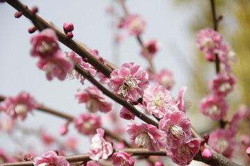 The Charm of Sakura Blooms, Mesmerizing Cherry Blossom Scenes, Harmony in Bloom, Pink Petals