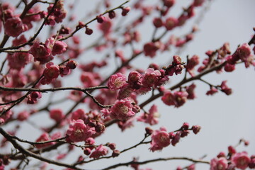 The Charm of Sakura Blooms, Mesmerizing Cherry Blossom Scenes, Harmony in Bloom, Pink Petals