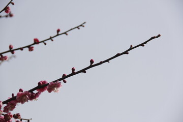 The Charm of Sakura Blooms, Mesmerizing Cherry Blossom Scenes, Harmony in Bloom, Pink Petals