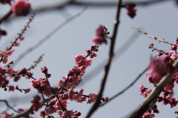The Charm of Sakura Blooms, Mesmerizing Cherry Blossom Scenes, Harmony in Bloom, Pink Petals