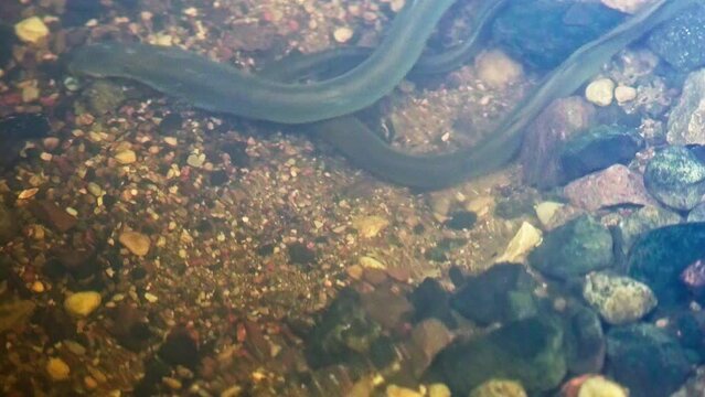 Footage of lampreys preparing the place for spawning. Many lampreys are spawning
