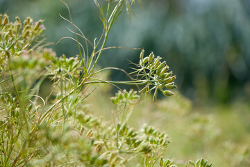 Most popular cumin seeds plant in Egyptian field,unripped cumin crop dry plants,The most widely...